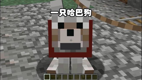 我的世界怎么训天才狗